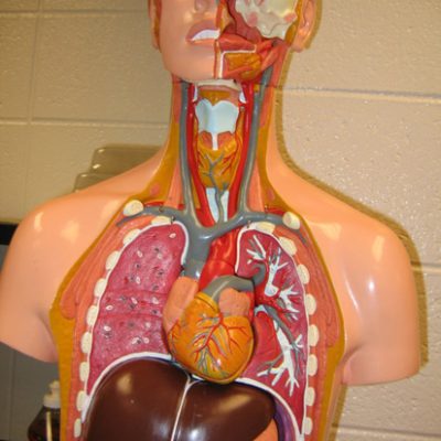 Human Torso Model, Human Skeleton Model, Biology laboratory equipment