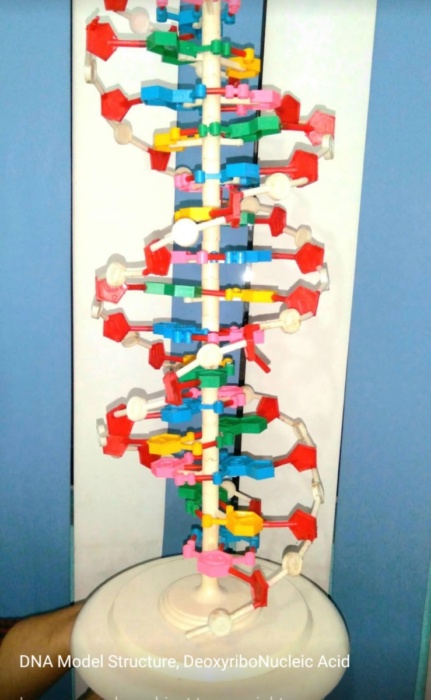 DNA model