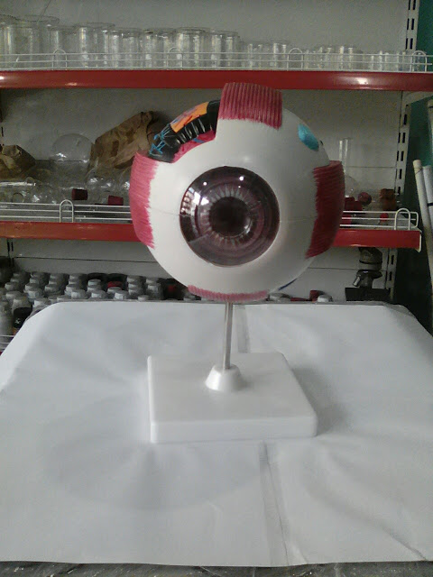Human eye model2