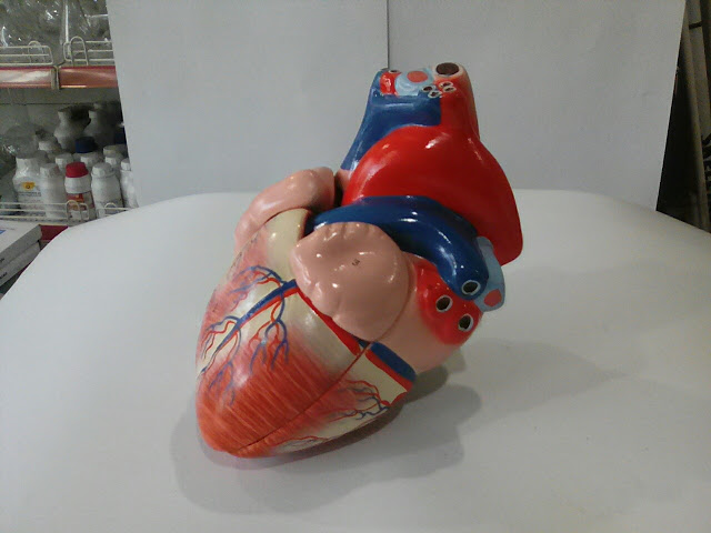 human heart model 4