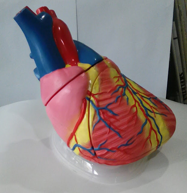 Human heart model 1