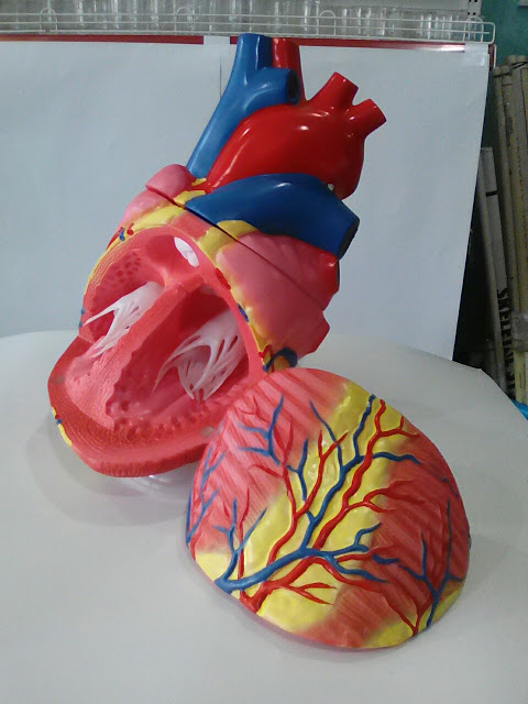 Human heart model 3