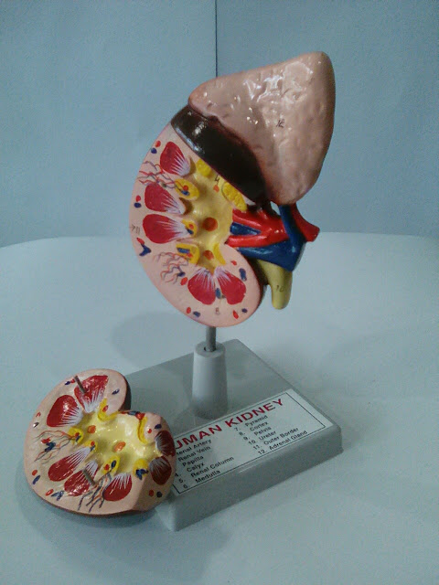 human kidney model 2