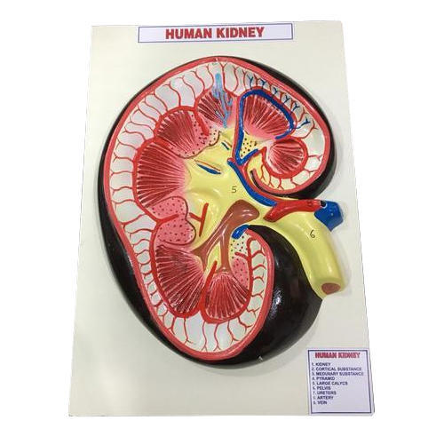 Human kidney model