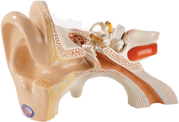 Human Ear Model