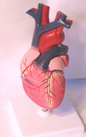 Human Heart Model