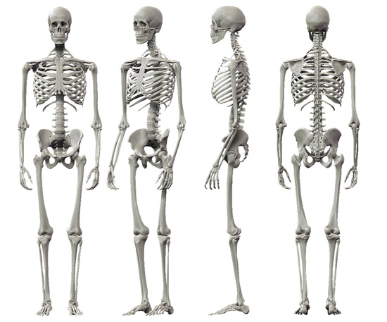 Human Skeleton Model