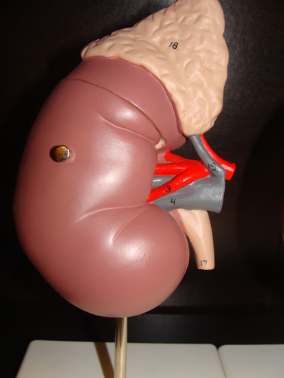 Human Kidney Model
