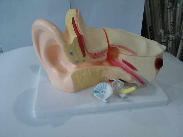 Human ear
