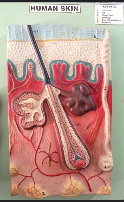 Human skin cross section