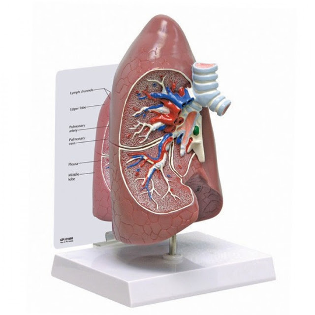 human lung model